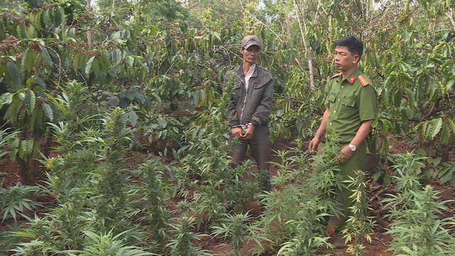 Người đàn ông trồng cần sa trên rẫy cà phê, tích mìn tự chế trong nhà - 1 Người đàn ông trồng cần sa trên rẫy cà phê, tích mìn tự chế trong nhà - 1
