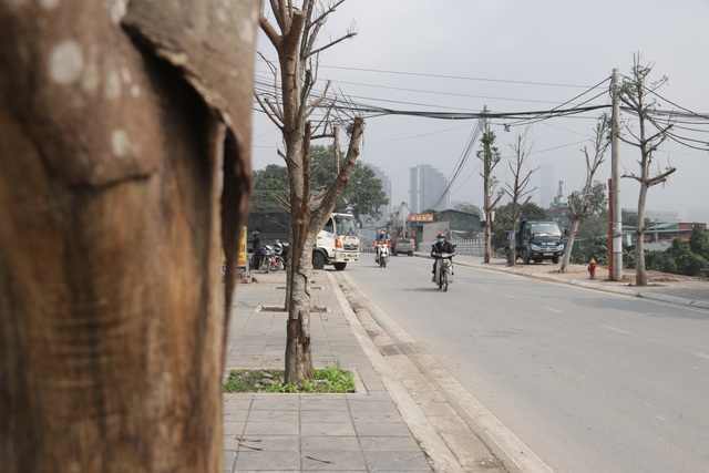 Hà Nội: Hàng trăm cây xanh chết khô trên con đường mới mở - 10 Hà Nội: Hàng trăm cây xanh chết khô trên con đường mới mở - 10