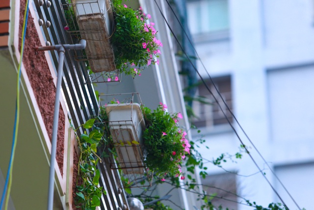 Bất ngờ ngõ hoa dạ yến thảo đẹp mê mẩn giữa lòng Hà Nội - 14 Bất ngờ ngõ hoa dạ yến thảo đẹp mê mẩn giữa lòng Hà Nội - 14