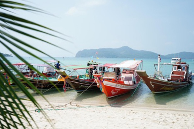 Lợn rừng “minh tinh”: Điểm nhấn trên bãi biển Koh Samui - 2 Lợn rừng “minh tinh”: Điểm nhấn trên bãi biển Koh Samui - 2