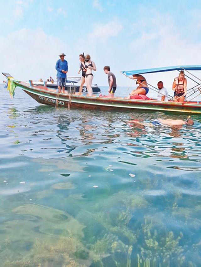 Lợn rừng “minh tinh”: Điểm nhấn trên bãi biển Koh Samui - 3 Lợn rừng “minh tinh”: Điểm nhấn trên bãi biển Koh Samui - 3