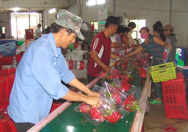 Giá thanh long loạn cào cào, tăng đột biến lên 45.000 đồng/kg - 1 Giá thanh long loạn cào cào, tăng đột biến lên 45.000 đồng/kg - 1