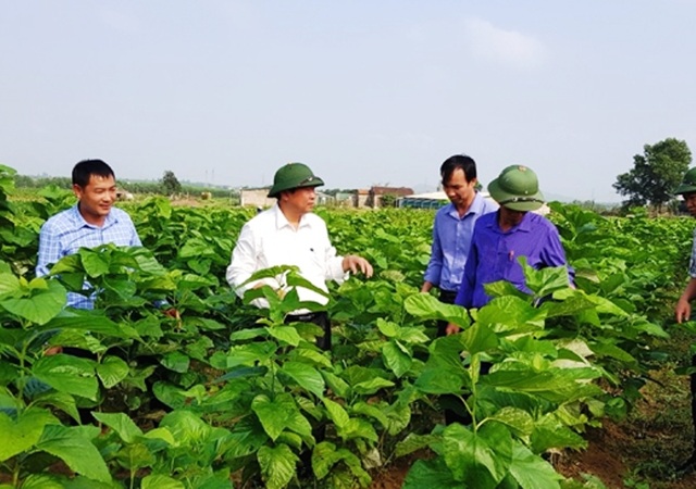 Đã mắt với mô hình trồng dâu nuôi tằm xanh ngút ngàn trên mảnh đất cằn - 2 Đã mắt với mô hình trồng dâu nuôi tằm xanh ngút ngàn trên mảnh đất cằn - 2