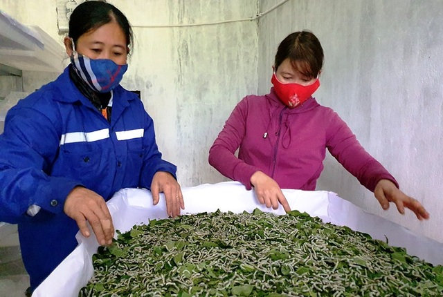 Đã mắt với mô hình trồng dâu nuôi tằm xanh ngút ngàn trên mảnh đất cằn - 4 Đã mắt với mô hình trồng dâu nuôi tằm xanh ngút ngàn trên mảnh đất cằn - 4