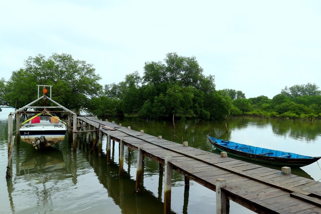 Khám phá rừng ngập mặn nguyên sinh Tam Giang, “báu vật” của Núi Thành  - 12