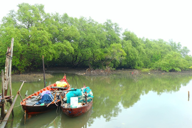 Khám phá rừng ngập mặn nguyên sinh Tam Giang, “báu vật” của Núi Thành  - 4