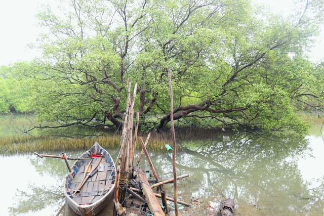 Khám phá rừng ngập mặn nguyên sinh Tam Giang, “báu vật” của Núi Thành  - 6