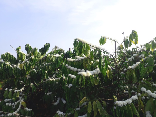 Mãn nhãn với mùa “hoa tuyết” trên đại ngàn Tây Nguyên - 2