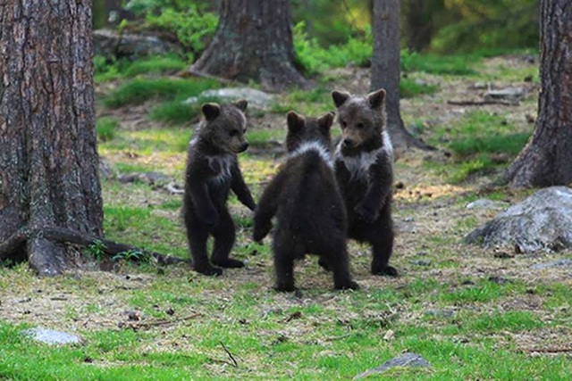 Hiếm hoi cảnh 3 chú gấu nắm tay nhau nhảy giữa rừng