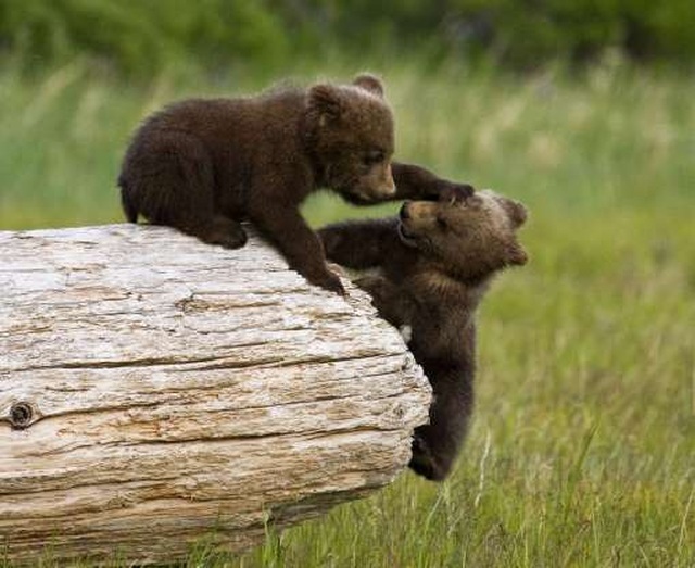 Hiếm hoi cảnh 3 chú gấu nắm tay nhau nhảy giữa rừng - Ảnh minh hoạ 2