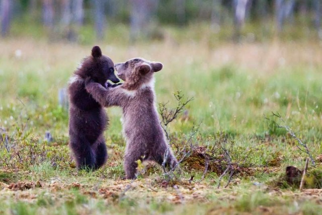 Hiếm hoi cảnh 3 chú gấu nắm tay nhau nhảy giữa rừng - Ảnh minh hoạ 3