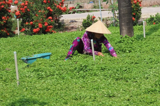Kiếm dễ tiền triệu mỗi ngày từ rau má - 4 Kiếm dễ tiền triệu mỗi ngày từ rau má - 4