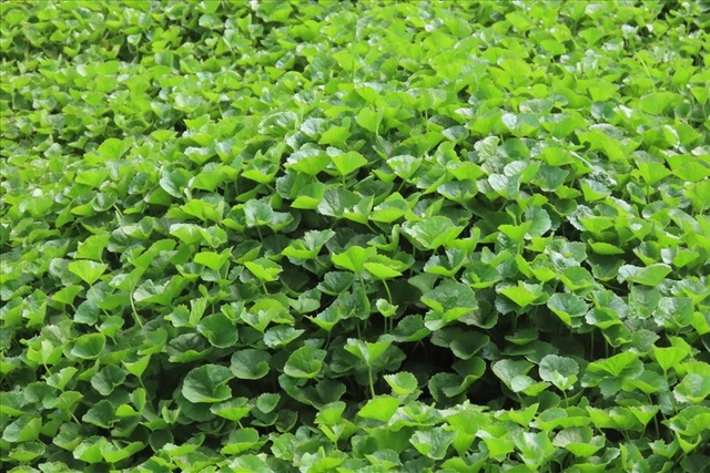 Kiếm dễ tiền triệu mỗi ngày từ rau má - 1 Kiếm dễ tiền triệu mỗi ngày từ rau má - 1