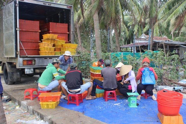 Giải cứu tôm hùm: Sự thật qua giải thích của người đã nuôi tôm 25 năm - 7 Giải cứu tôm hùm: Sự thật qua giải thích của người đã nuôi tôm 25 năm - 7
