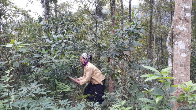 Vì sao người phụ nữ góa chồng, nuôi 5 con viết đơn xin ra khỏi hộ nghèo? - 2