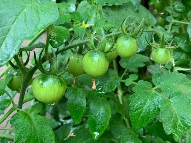 Thích thú vườn cây trĩu quả của Phương Thảo - Ngọc Lễ tại Mỹ - 8