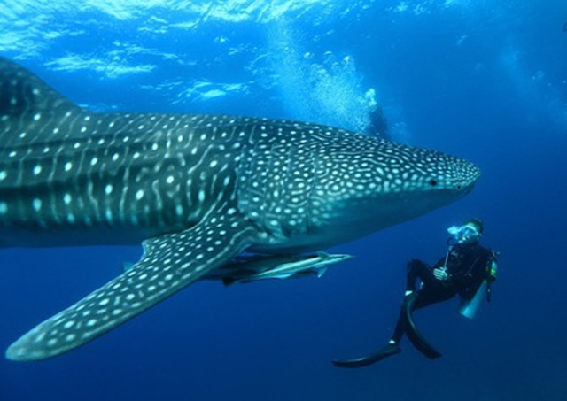 Những “mảnh thiên đường bé nhỏ riêng” tại Maldives - 5