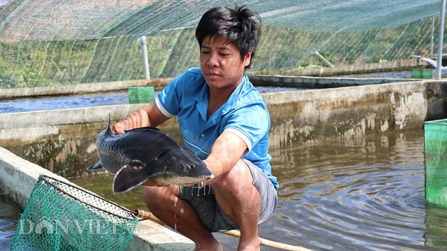 Với 70 hồ nuôi cá tầm, 1 nông dân Lâm Đồng thu tiền tỷ mỗi năm - 4 Với 70 hồ nuôi cá tầm, 1 nông dân Lâm Đồng thu tiền tỷ mỗi năm - 4