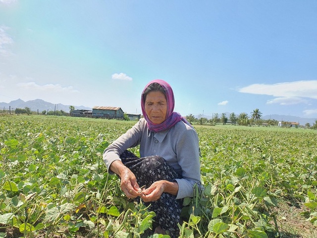 Dân Ninh Thuận bỏ lúa, trồng đậu xanh để “chạy” hạn - 3 Dân Ninh Thuận bỏ lúa, trồng đậu xanh để “chạy” hạn - 3