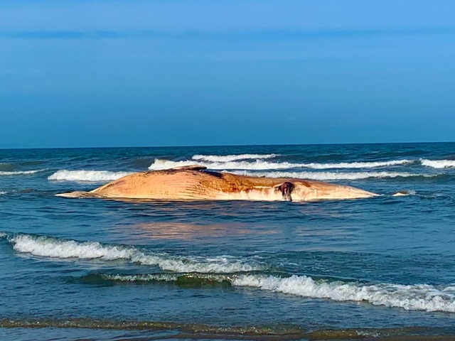 Xác cá voi khủng dạt vào bờ biển Hà Tĩnh - 1