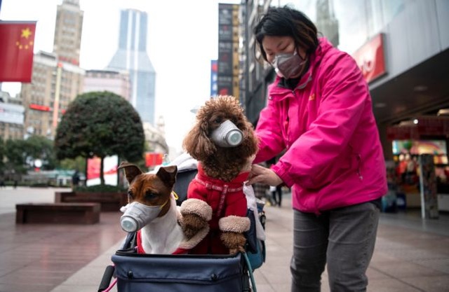 Hong Kong phát hiện virus corona trên chó cưng