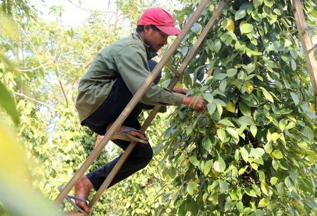 Người làm nghề trồng tiêu điêu đứng vì mức bán thấp, giá công hái cao - 2 Người làm nghề trồng tiêu điêu đứng vì mức bán thấp, giá công hái cao - 2