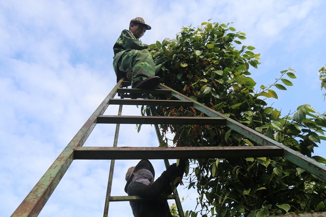 Người làm nghề trồng tiêu điêu đứng vì mức bán thấp, giá công hái cao - 4 Người làm nghề trồng tiêu điêu đứng vì mức bán thấp, giá công hái cao - 4