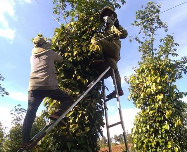 Người làm nghề trồng tiêu điêu đứng vì mức bán thấp, giá công hái cao - 1 Người làm nghề trồng tiêu điêu đứng vì mức bán thấp, giá công hái cao - 1