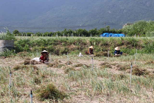 Khánh Hòa: Người làm nghề trồng tỏi thấp thỏm vì giá bán giảm sâu - 1 Khánh Hòa: Người làm nghề trồng tỏi thấp thỏm vì giá bán giảm sâu - 1