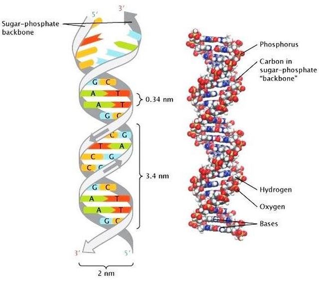 Bất ngờ phát hiện loại vi khuẩn đường ruột gây đột biến ung thư - 2