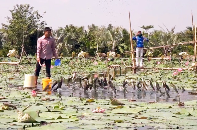 Tròn mắt với độc chiêu luyện cá lóc bay giữa hồ sen như diễn xiếc - 3 Tròn mắt với độc chiêu luyện cá lóc bay giữa hồ sen như diễn xiếc - 3