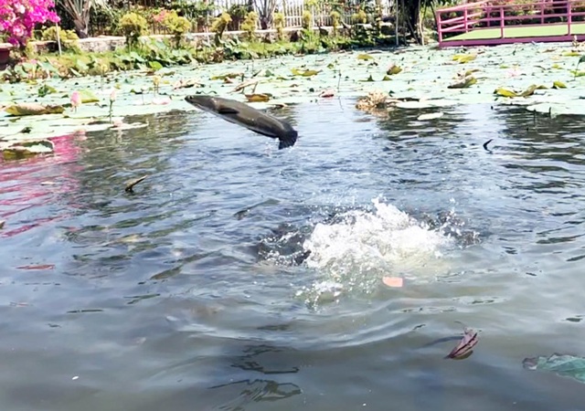 Tròn mắt với độc chiêu luyện cá lóc bay giữa hồ sen như diễn xiếc - 4 Tròn mắt với độc chiêu luyện cá lóc bay giữa hồ sen như diễn xiếc - 4