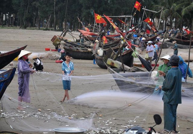 Thanh Hoá: “Hốt bạc” mùa cá trích ở Sầm Sơn - 3 Thanh Hoá: “Hốt bạc” mùa cá trích ở Sầm Sơn - 3