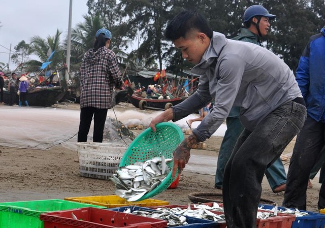 Thanh Hoá: “Hốt bạc” mùa cá trích ở Sầm Sơn - 12 Thanh Hoá: “Hốt bạc” mùa cá trích ở Sầm Sơn - 12