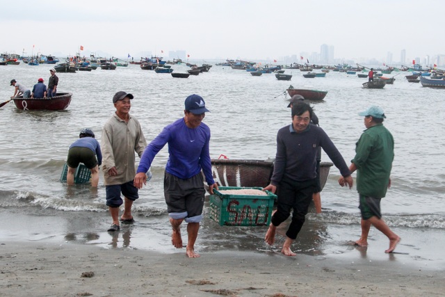 Ngư dân Đà Nẵng trúng đậm mùa ruốc biển - 2 Ngư dân Đà Nẵng trúng đậm mùa ruốc biển - 2