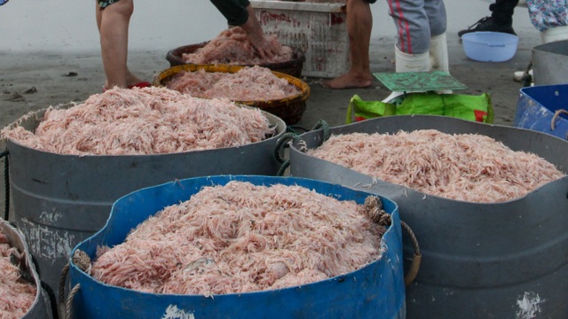 Ngư dân Đà Nẵng trúng đậm mùa ruốc biển - 3 Ngư dân Đà Nẵng trúng đậm mùa ruốc biển - 3