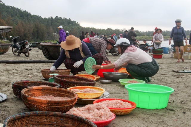 Ngư dân Đà Nẵng trúng đậm mùa ruốc biển - 5 Ngư dân Đà Nẵng trúng đậm mùa ruốc biển - 5