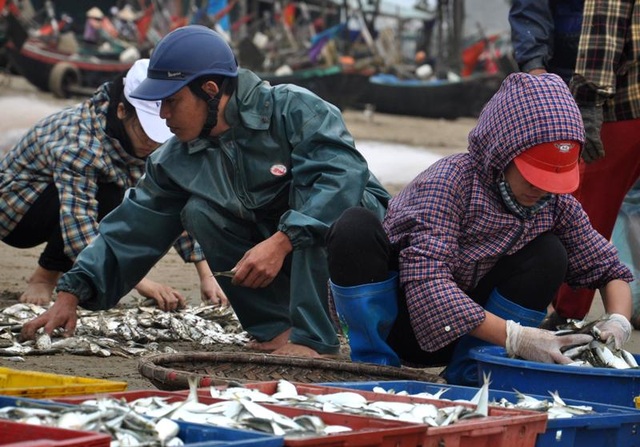 Thanh Hoá: “Hốt bạc” mùa cá trích ở Sầm Sơn - 10 Thanh Hoá: “Hốt bạc” mùa cá trích ở Sầm Sơn - 10