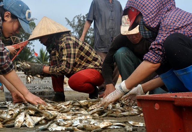 Thanh Hoá: “Hốt bạc” mùa cá trích ở Sầm Sơn - 9 Thanh Hoá: “Hốt bạc” mùa cá trích ở Sầm Sơn - 9