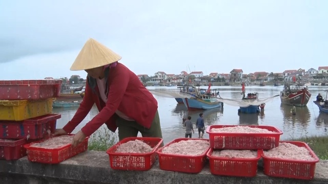 Trúng mẻ ruốc biển, ngư dân kiếm cả chục triệu đồng mỗi ngày - 12 Trúng mẻ ruốc biển, ngư dân kiếm cả chục triệu đồng mỗi ngày - 12
