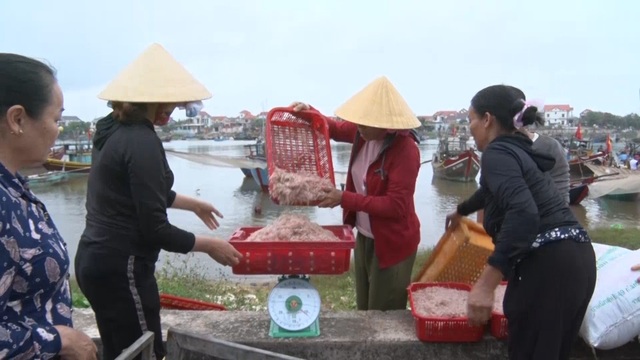Trúng mẻ ruốc biển, ngư dân kiếm cả chục triệu đồng mỗi ngày - 4 Trúng mẻ ruốc biển, ngư dân kiếm cả chục triệu đồng mỗi ngày - 4