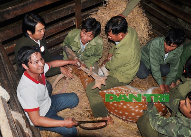 Ngắm cặp nhung “siêu khủng”, bán giá gần cả cây vàng tại Hà Tĩnh - 2 Ngắm cặp nhung “siêu khủng”, bán giá gần cả cây vàng tại Hà Tĩnh - 2