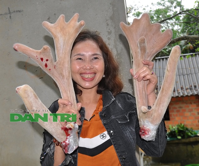 Ngắm cặp nhung “siêu khủng”, bán giá gần cả cây vàng tại Hà Tĩnh - 4 Ngắm cặp nhung “siêu khủng”, bán giá gần cả cây vàng tại Hà Tĩnh - 4