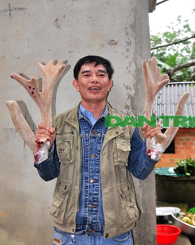 Ngắm cặp nhung “siêu khủng”, bán giá gần cả cây vàng tại Hà Tĩnh - 5 Ngắm cặp nhung “siêu khủng”, bán giá gần cả cây vàng tại Hà Tĩnh - 5