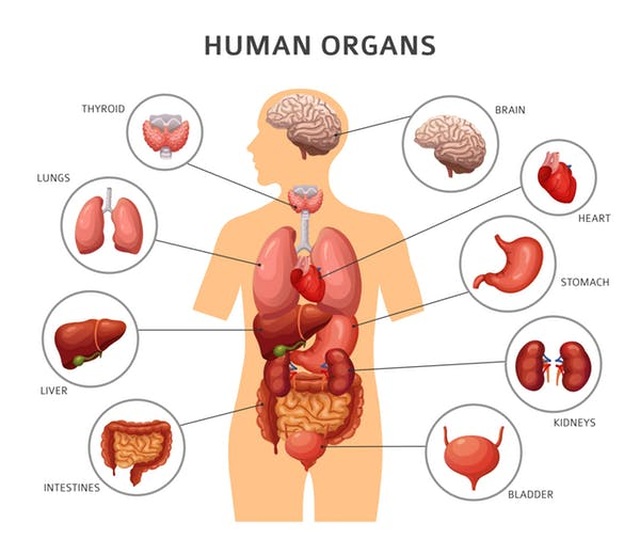 Hệ tiêu hóa người  Wikipedia tiếng Việt