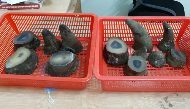 Hải quan Tân Sơn Nhất bắt giữ 6,2kg sừng tê giác - 1 Hải quan Tân Sơn Nhất bắt giữ 6,2kg sừng tê giác - 1