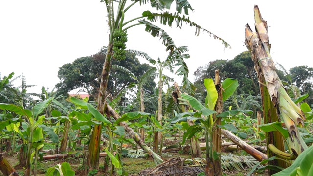 Giá chuối rớt đáy, nông dân bỏ chín vườn hoặc cho gia súc ăn - 2