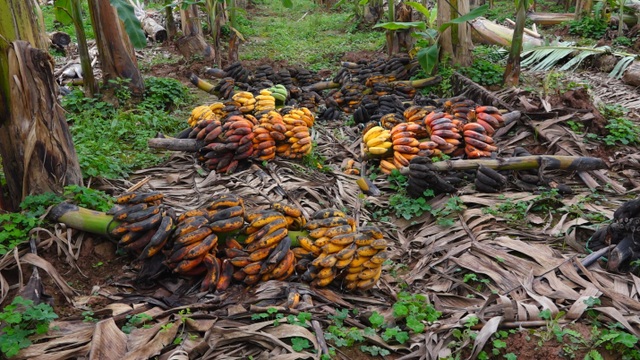 Giá chuối rớt đáy, nông dân bỏ chín vườn hoặc cho gia súc ăn - 3