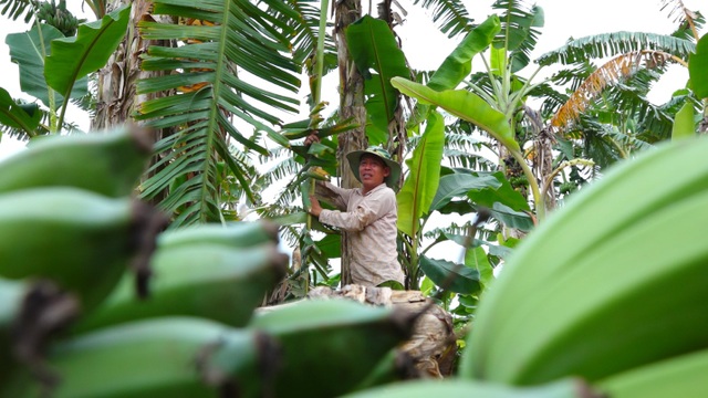 Giá chuối rớt đáy, nông dân bỏ chín vườn hoặc cho gia súc ăn - 4