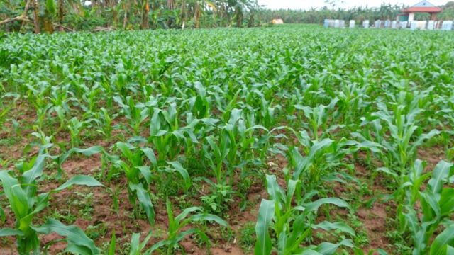 Giá chuối rớt đáy, nông dân bỏ chín vườn hoặc cho gia súc ăn - 5